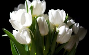 Красивые белые тюльпаны  - скачать обои на рабочий стол