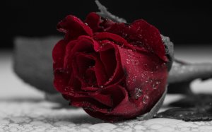 Красно-черная роза  - скачать обои на рабочий стол