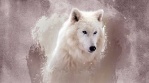 Белый волк - скачать обои на рабочий стол