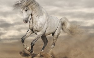 Бегущая белая лошадь - скачать обои на рабочий стол