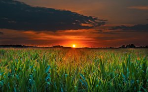 Закат летнего солнца над кукурузным полем - скачать обои на рабочий стол