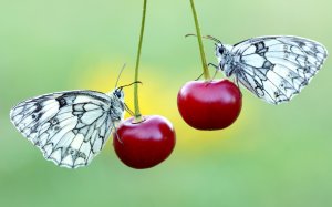Бабочки на вишне  - скачать обои на рабочий стол