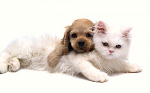 Обои для рабочего стола: Милые котик и щенок 
