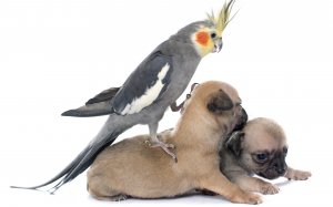 Нападение попугая на щенков  - скачать обои на рабочий стол