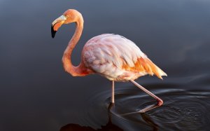 Фламинго Джеймса в воде  - скачать обои на рабочий стол