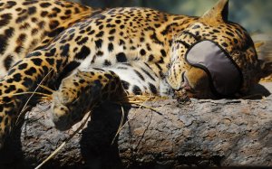 Спящий леопард в маске  - скачать обои на рабочий стол