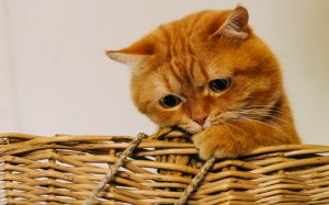 Милый рыжий котик в корзинке - скачать обои на рабочий стол