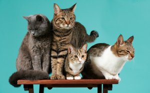 Коты на жердочке   - скачать обои на рабочий стол
