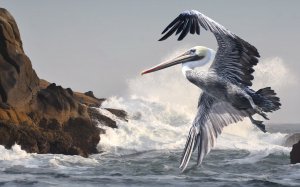 Кудрявый пеликан над волнами - скачать обои на рабочий стол