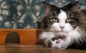 Кошка с мышкой - скачать обои на рабочий стол