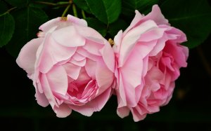Розы Бразе Кадфаэль - скачать обои на рабочий стол