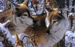 Обои для рабочего стола: Волки в зимнем лесу