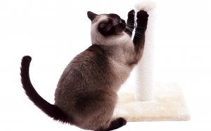 Сиамская кошка снимает стресс - скачать обои на рабочий стол