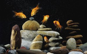 Каменная жизнь золотых рыбок - скачать обои на рабочий стол