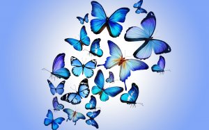 Пархающие синие бабочки  - скачать обои на рабочий стол
