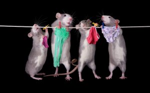 Крысы развешивают белье  - скачать обои на рабочий стол