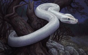 Белая змея - скачать обои на рабочий стол
