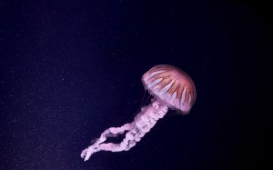 Красивая розовая медуза  - скачать обои на рабочий стол