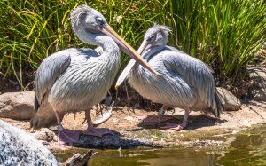 Пара пеликанов у воды  - скачать обои на рабочий стол