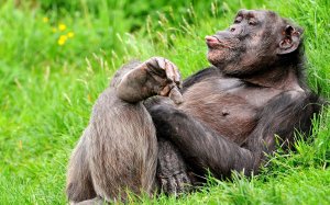 Шимпанзе показывает язык - скачать обои на рабочий стол