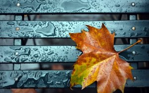 Осенний лист на мокрой лавочке - скачать обои на рабочий стол
