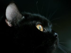 Черный кот - скачать обои на рабочий стол