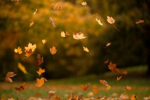 Листья падают - скачать обои на рабочий стол