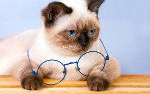 Обои для рабочего стола: Кот с синими очками