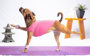 Спортивная собачка - скачать обои на рабочий стол
