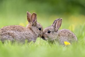 Обои для рабочего стола: Кролики на лужайке